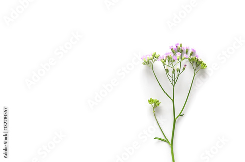 flowers on white background. Top view, flat lay