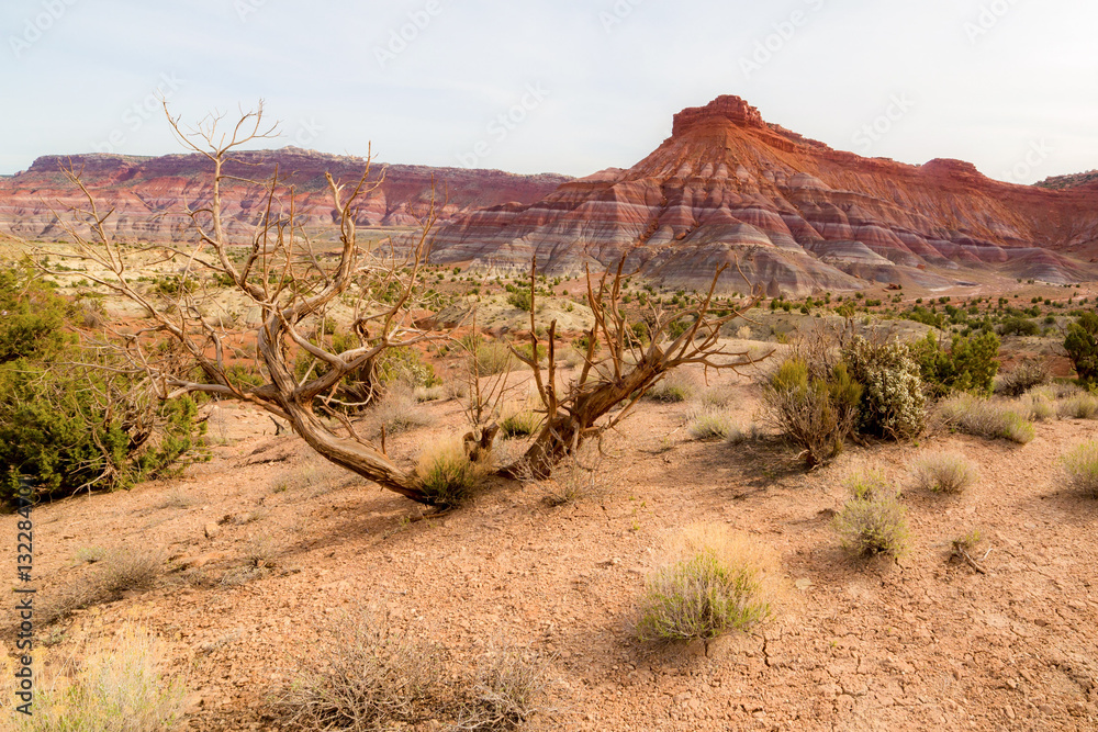Wilderness of Grand Staircase National Monument, Arizona