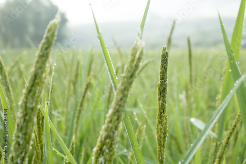 rice spike in Paddy field on autumn