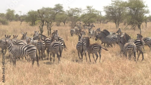 CLOSE UP: Big harem of curious wild zebras running on vast African savannah
