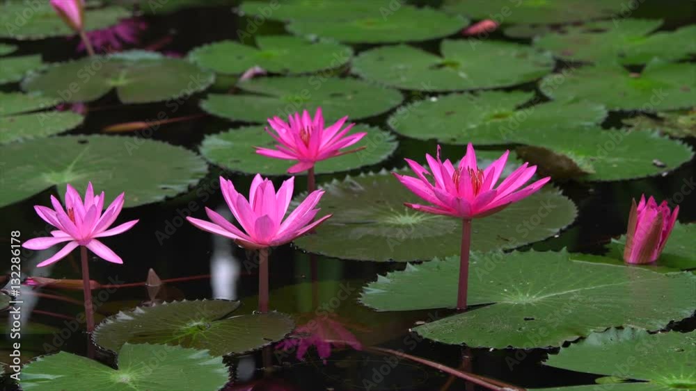 pink water lily on the lake pink water lily on the lake