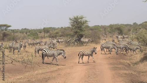 CLOSE UP: Zebra family grazing on grass in savannah scrubland near safari trail