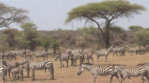 CLOSE UP: Herd of zebras gathering under the canopy of acacia tree in Africa