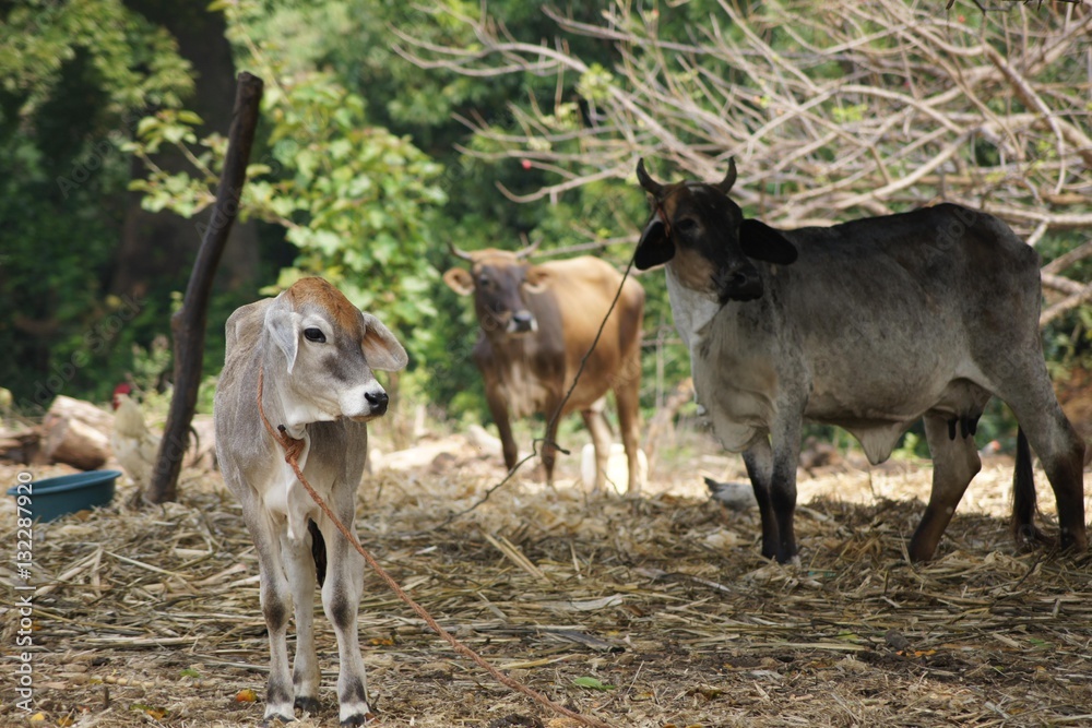 Exotic Cows Exotic Cows
