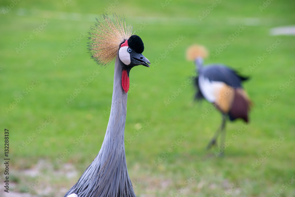 Obraz premium Crowned Crane birds with blue eye and red wattle in park