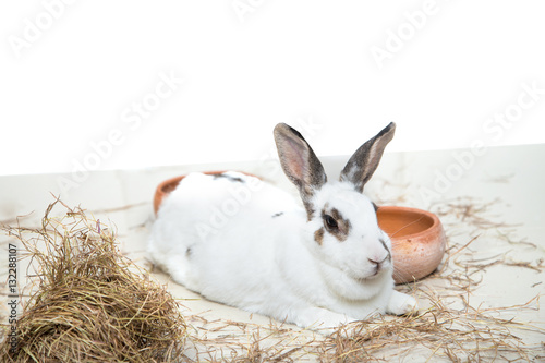 Rabbit sleeping pangola grass on floor and white background © maxshutter