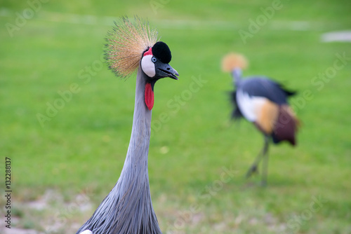 Crowned Crane birds with blue eye and red wattle in park