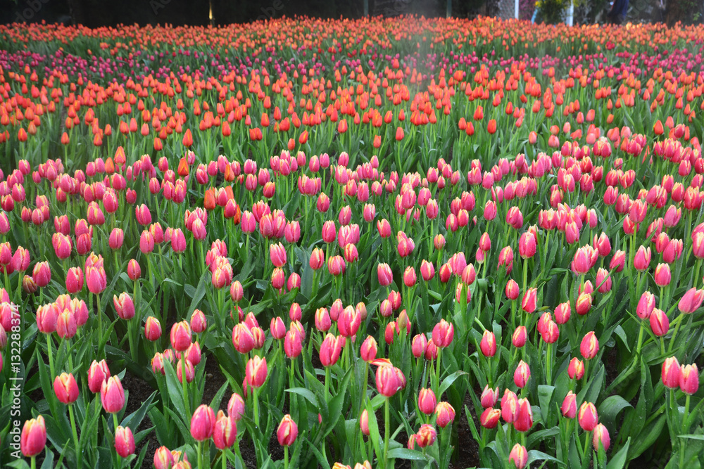 colorful tulips in tulip field