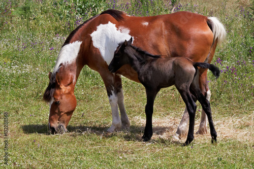 Maman et son petit