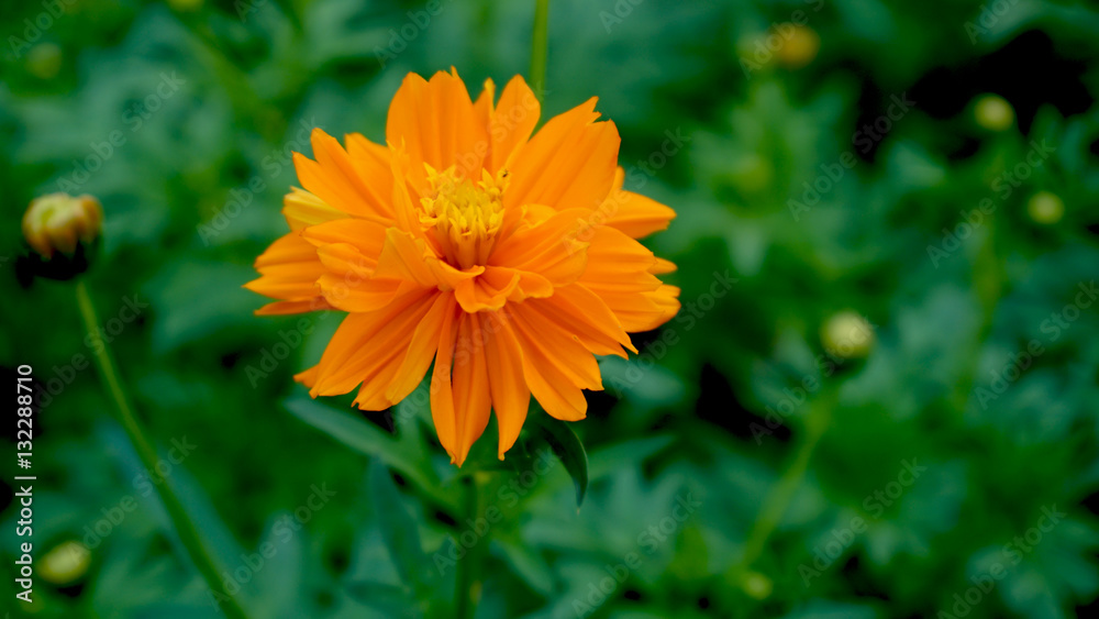 flower flower