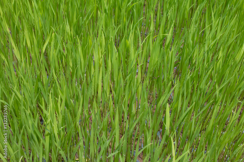 Rice seedlings,The beginning of a rice plant or Rice plant.