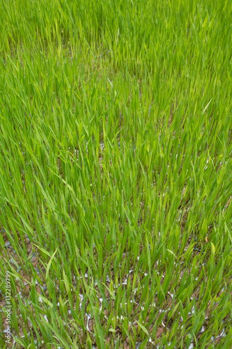 Rice seedlings,The beginning of a rice plant or Rice plant.