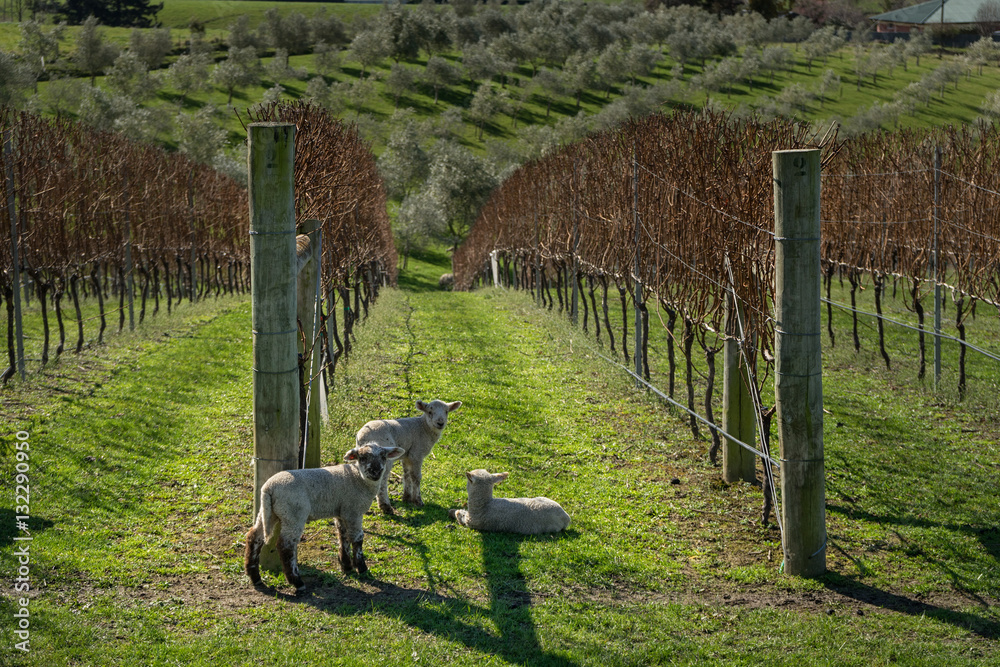 Obraz premium Lambs in vinyard