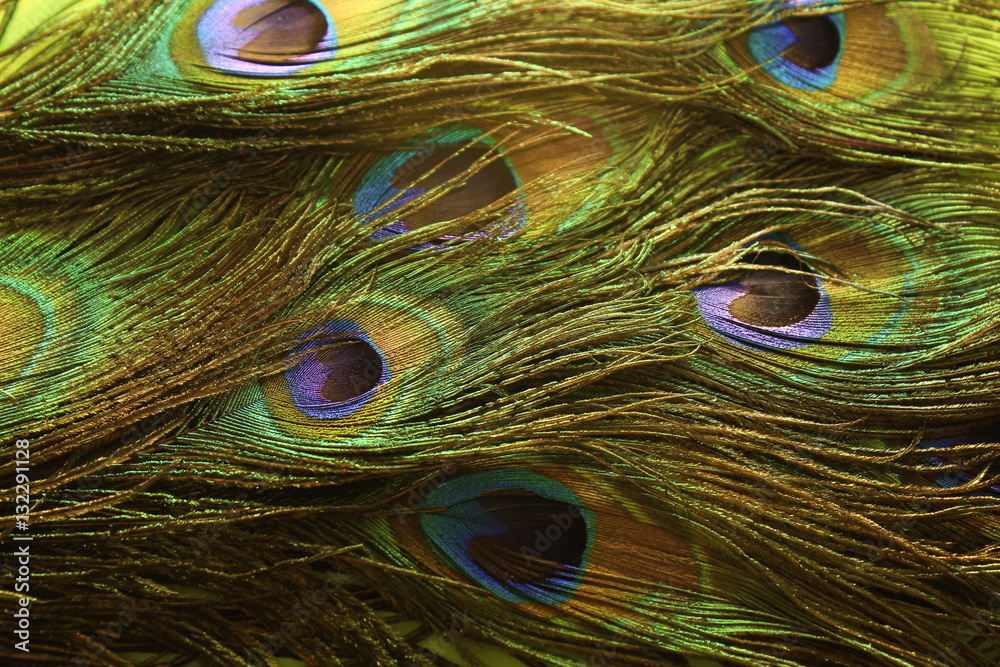Naklejka premium Перья павлина. Винтаж. фон с перьями