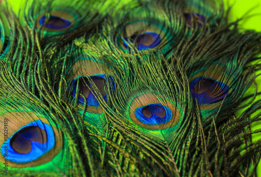 Naklejka premium Перья павлина. Винтаж. фон с перьями