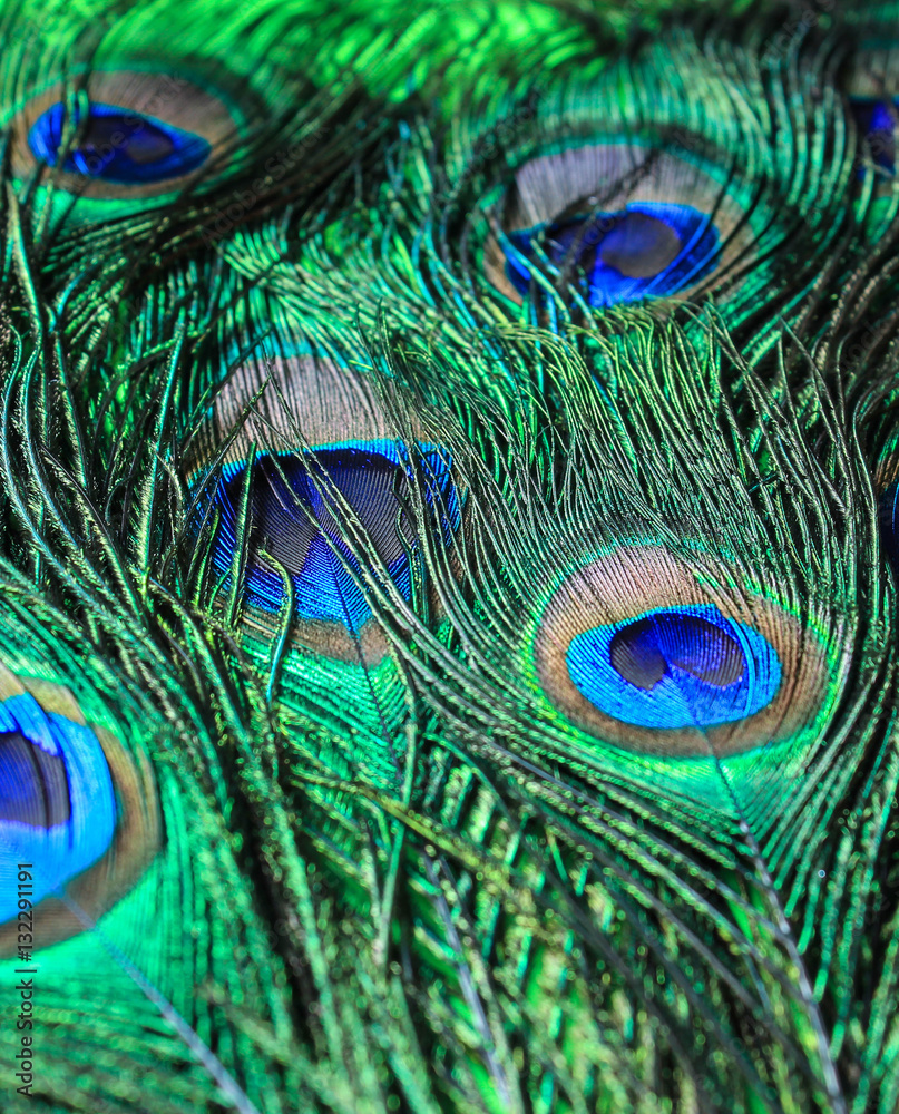 Naklejka premium Перья павлина. Винтаж. фон с перьями