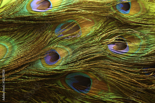 Перья павлина. Винтаж. фон с перьями