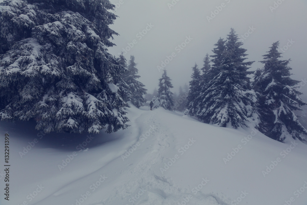 Obraz premium Winter forest