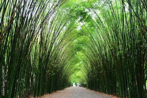 Tunnel bamboo trees and walkway