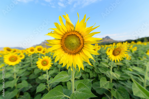 Sunflower field at the mountain