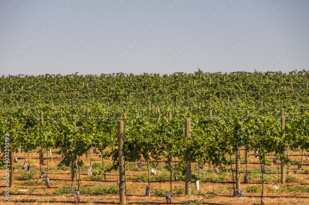 Vineyard cultivation in rural South Australia is  well suited to the temperate climate in the region