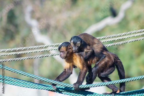 Capuchin monkey walking on a rope with a little to the back (Ceb © james633