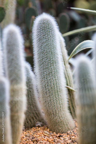 Groups of green cactus photo