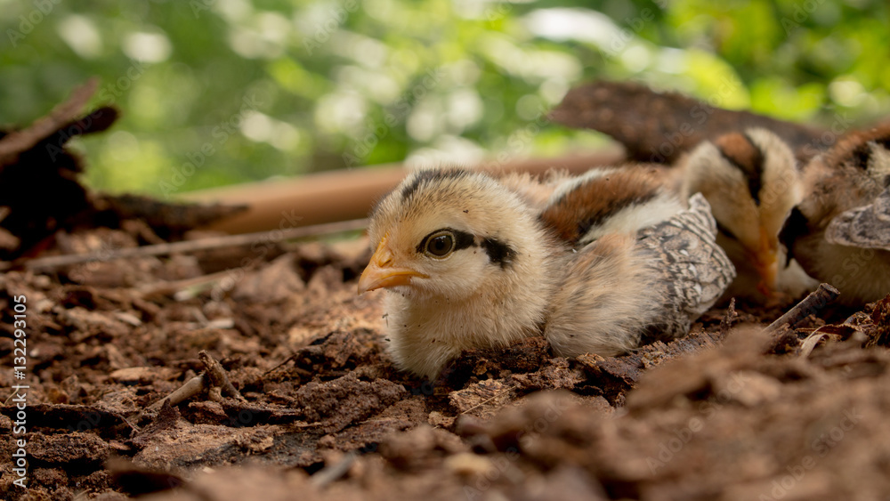 Close up chick of Wild Red junglefowl(Gallus gallus) Close up chick of Wild Red junglefowl(Gallus gallus)