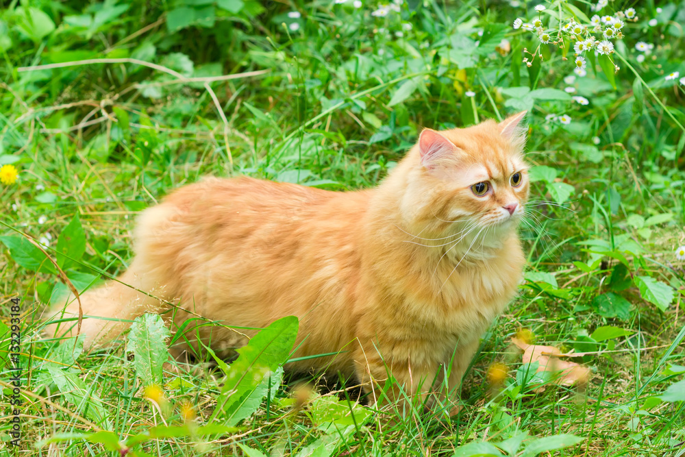 Ginger cat among the tall grass and flowers