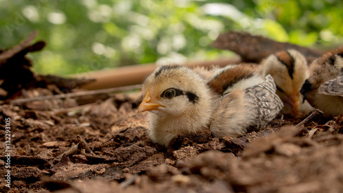 Close up chick of Wild Red junglefowl(Gallus gallus)