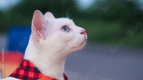 The Khao Manee cat, Diamond eye cat. Selective focus.