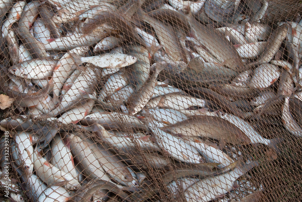 Large haul of silvery freshwater fish caught in a brown fishing net Stock  Photo
