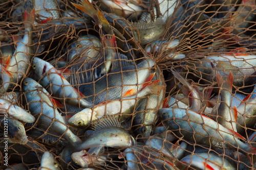 Freshwater fish caught in a brown fishing net