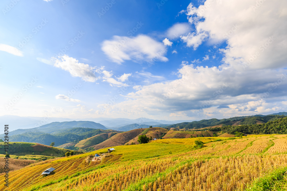 Naklejka premium Terraced rice field