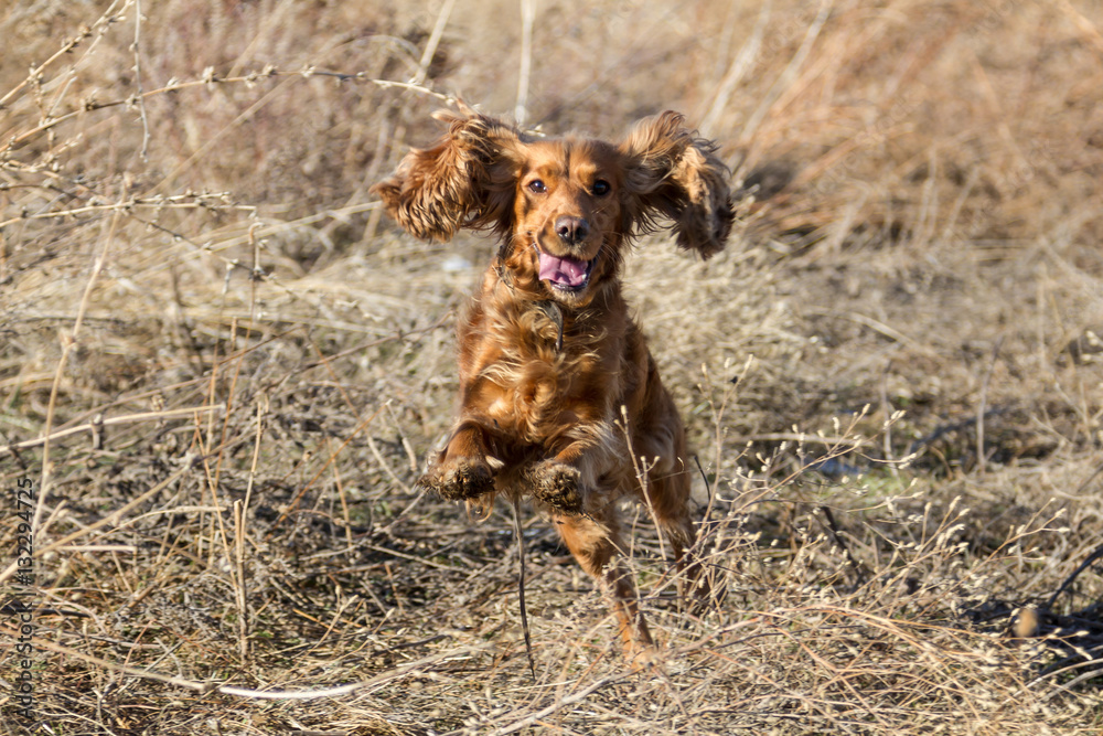 Spaniel while hunting in a jump