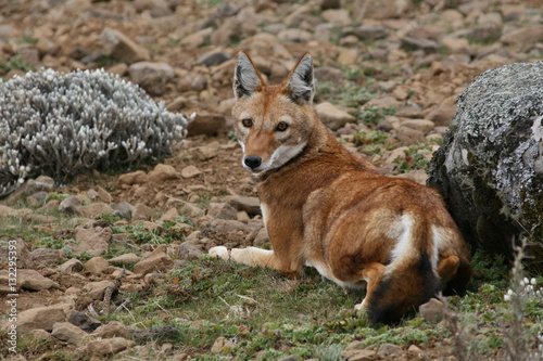 Ethiopian wolf is resting in his amazing nature habitat in bale mountains, ethiopian wildlife, rare and endemic animals in ethiopia, wolf pack photo