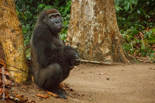 Photography eastern lowland gorilla on the dusty road near the jungle, face to face, great d