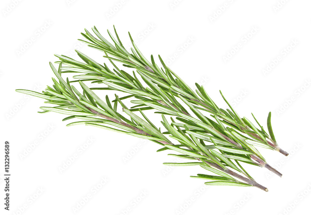 Fresh green sprig of rosemary isolated on a white background Fresh green sprig of rosemary isolated on a white background