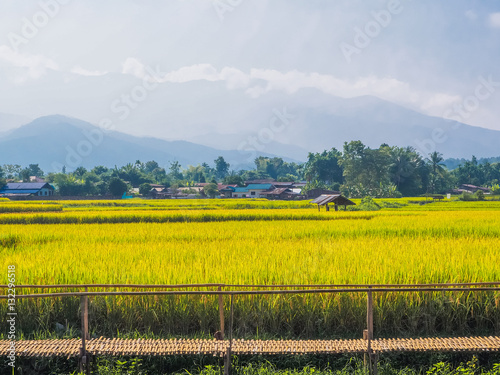 green and golden organic paddy rice field with a little hut and bamboo walkway in the morning with mountains and blue sky background, rural area, Nan province, northeast of Thailand, southeast Asia