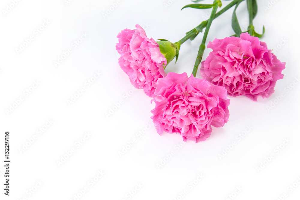 Pink carnations flower isolated on white background