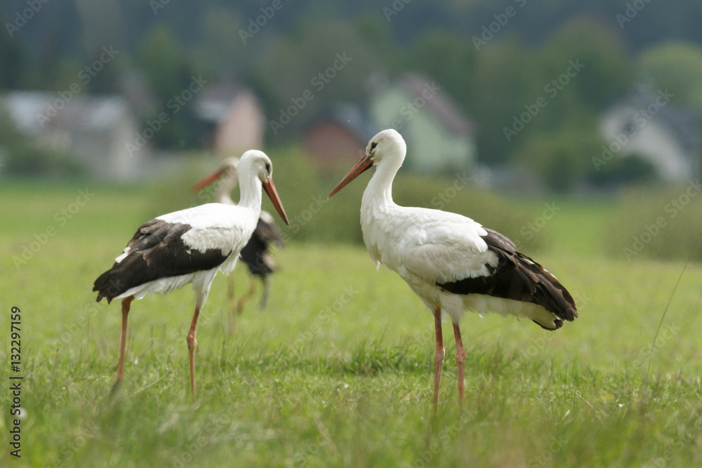 Fototapeta premium stork