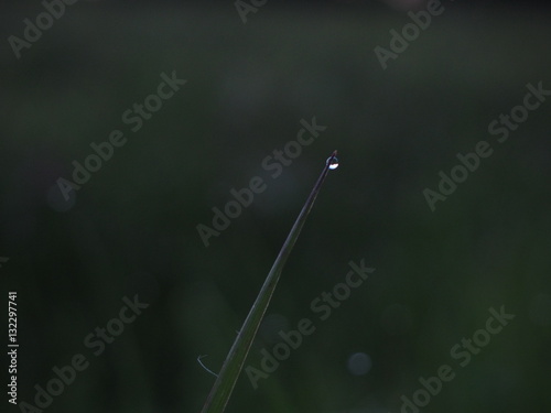 A single grass blade holds a water droplet at its tip. The dark background highlights the fine surface and clear shape of the droplet and leaf.