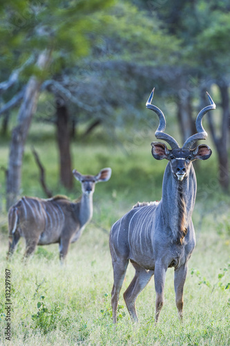 Kudu bull with kudu cow in the background