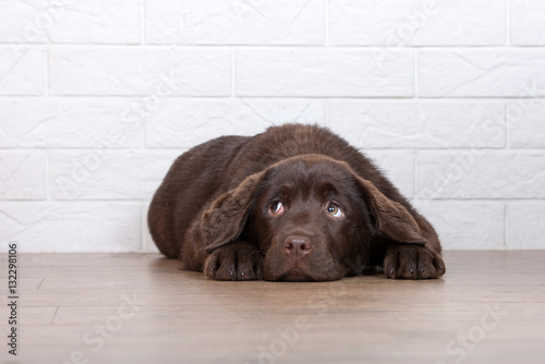 scared labrador puppy lying down on the floor