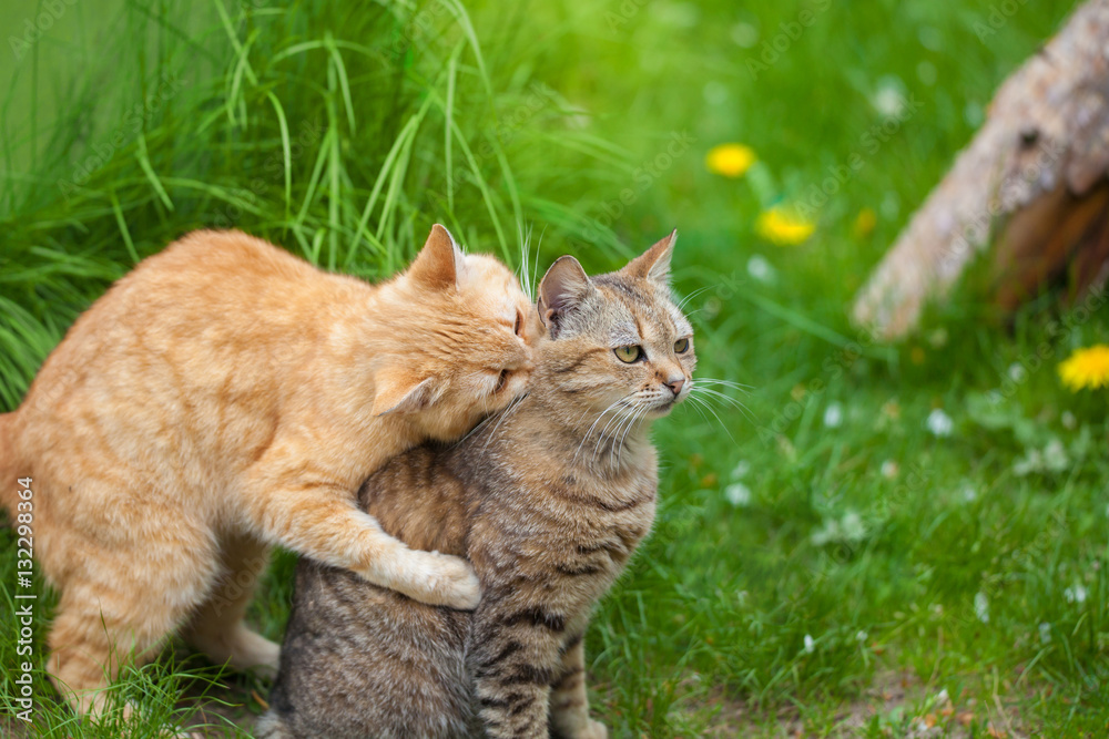 Two playing cats in the garden