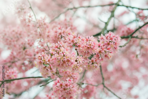 Branch of sakura flower, Cherry blossom.