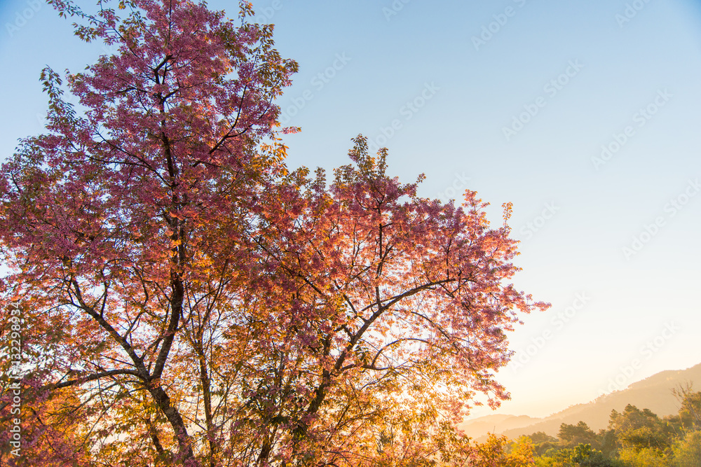 Fototapeta premium Branch of sakura flower, Cherry blossom in the morning.