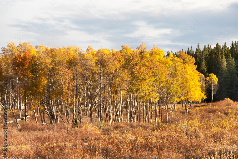 Fototapeta premium Evening light, Yellowstone National Park