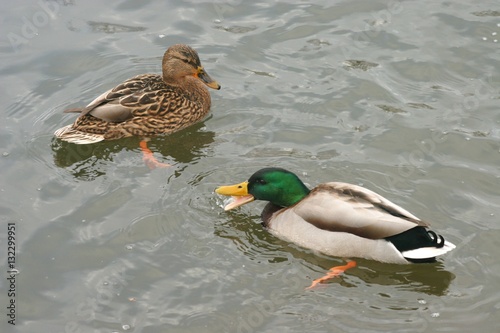 photos of beautiful ducks on the water 8