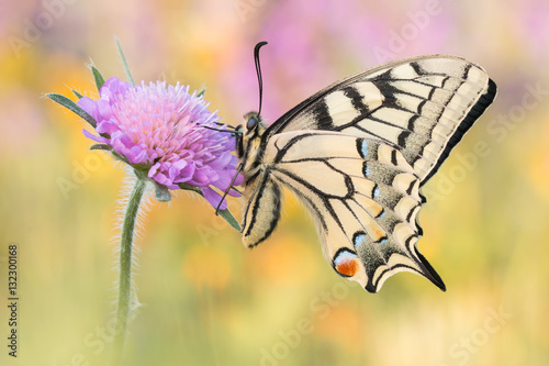 Schmetterling - Schwalbenschwanz (Papilio machaon) photo